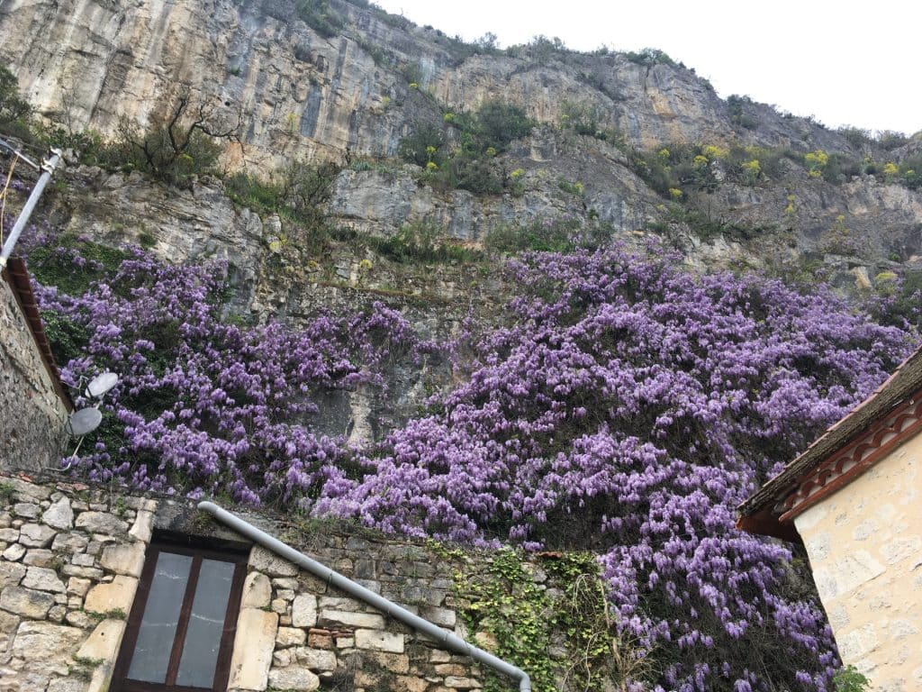 Glycine de Cabrerets