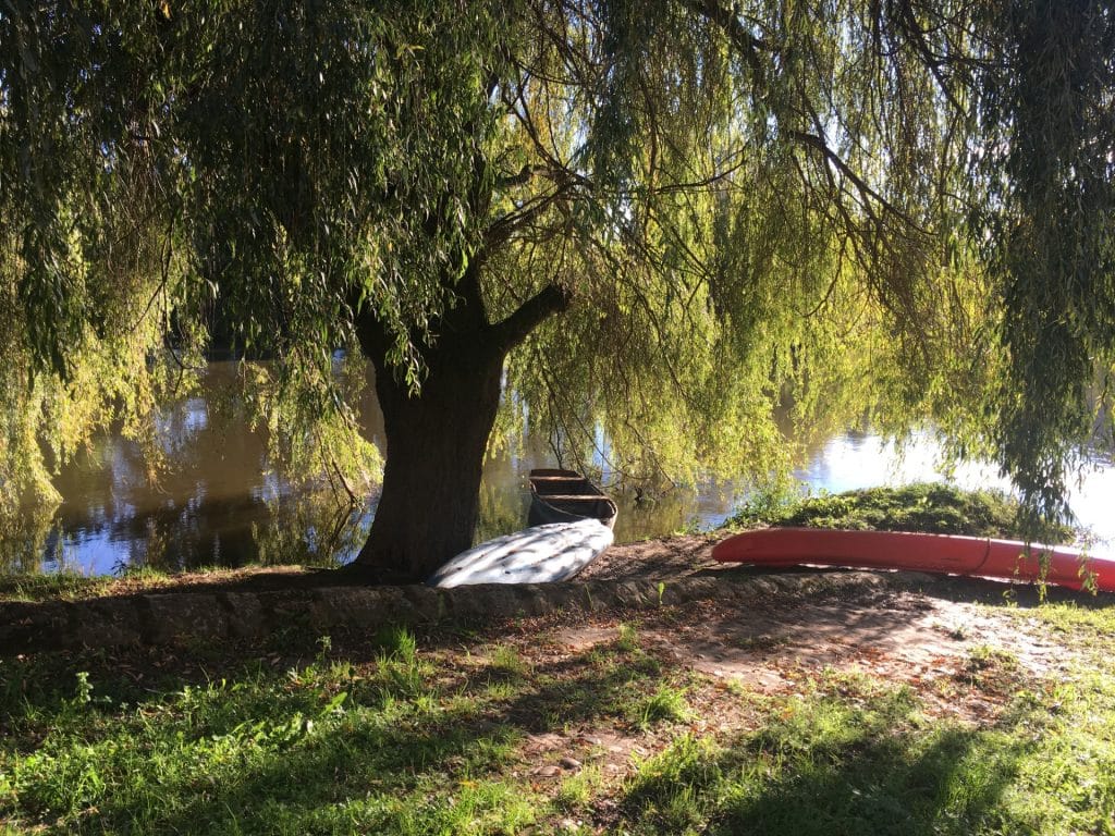 saule pleureur